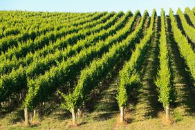 White wine grape production in the Adelaide Hills, South Australia