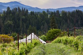 The farmhouse and hilly vineyards at Hiyu Wine Farm in Hood River, Oregon