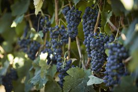 Petit Verdot grapes hanging on vines