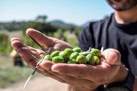 Freshly-picked olives