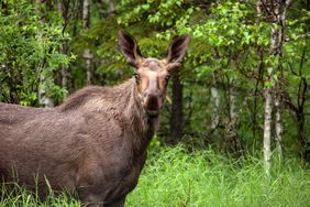 An Alaskan moose
