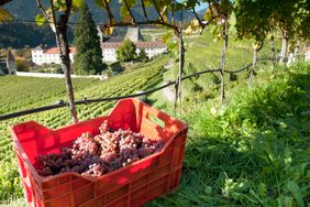 Harvested Riesling grapes are gathered in the Abbey vineyards at the Abbazia di Novacella