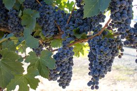 The Underdog Rhone Wines of Napa and Sonoma