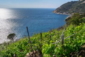 Wine Guide: Tuscan Coast